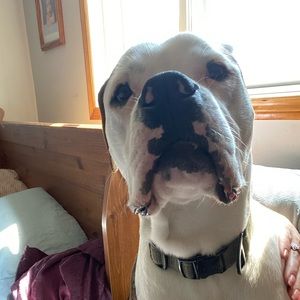 Meet your Posher, Elisha